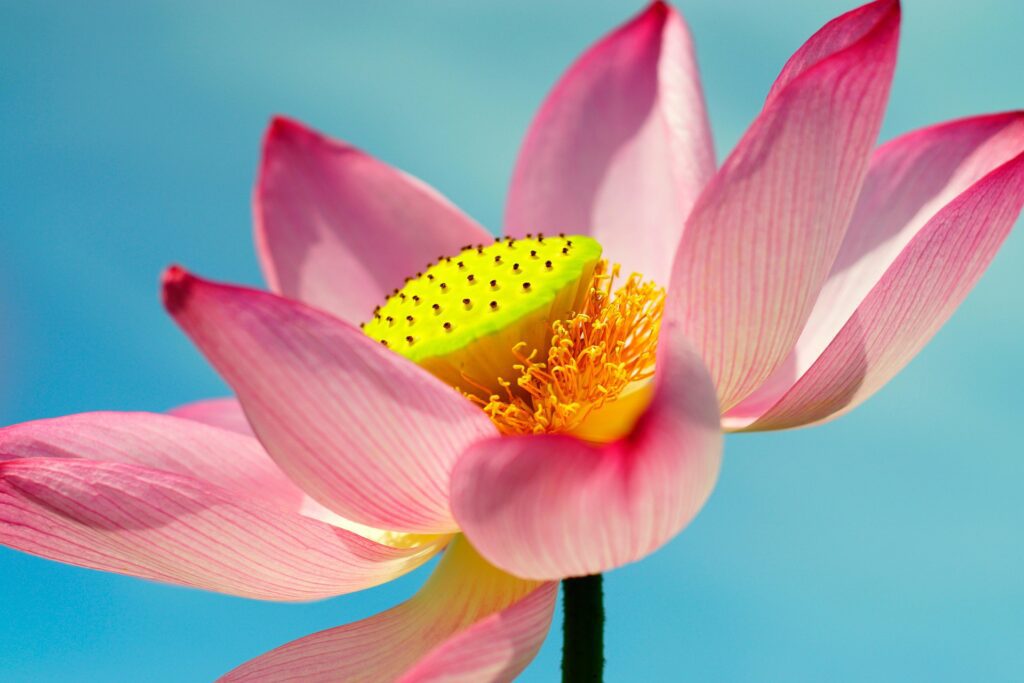 As 10 flores mais lindas do mundo e os segredos que as tornam únicas 4 lotus