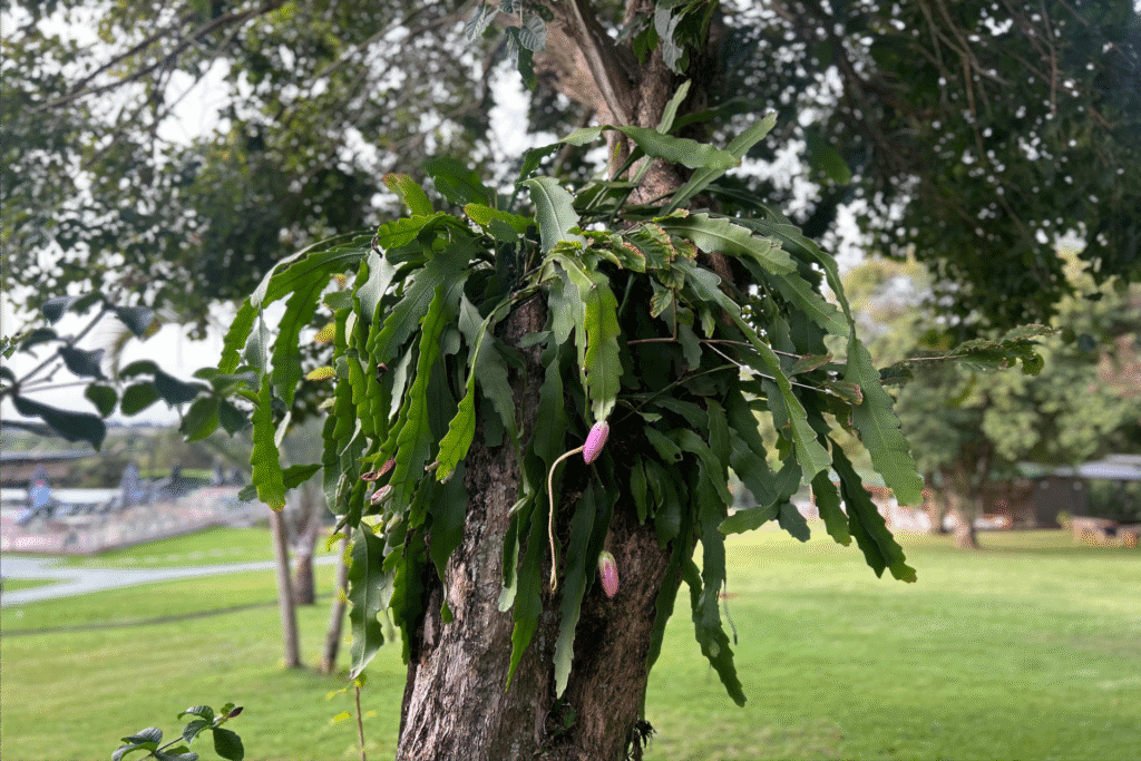 plantas 1