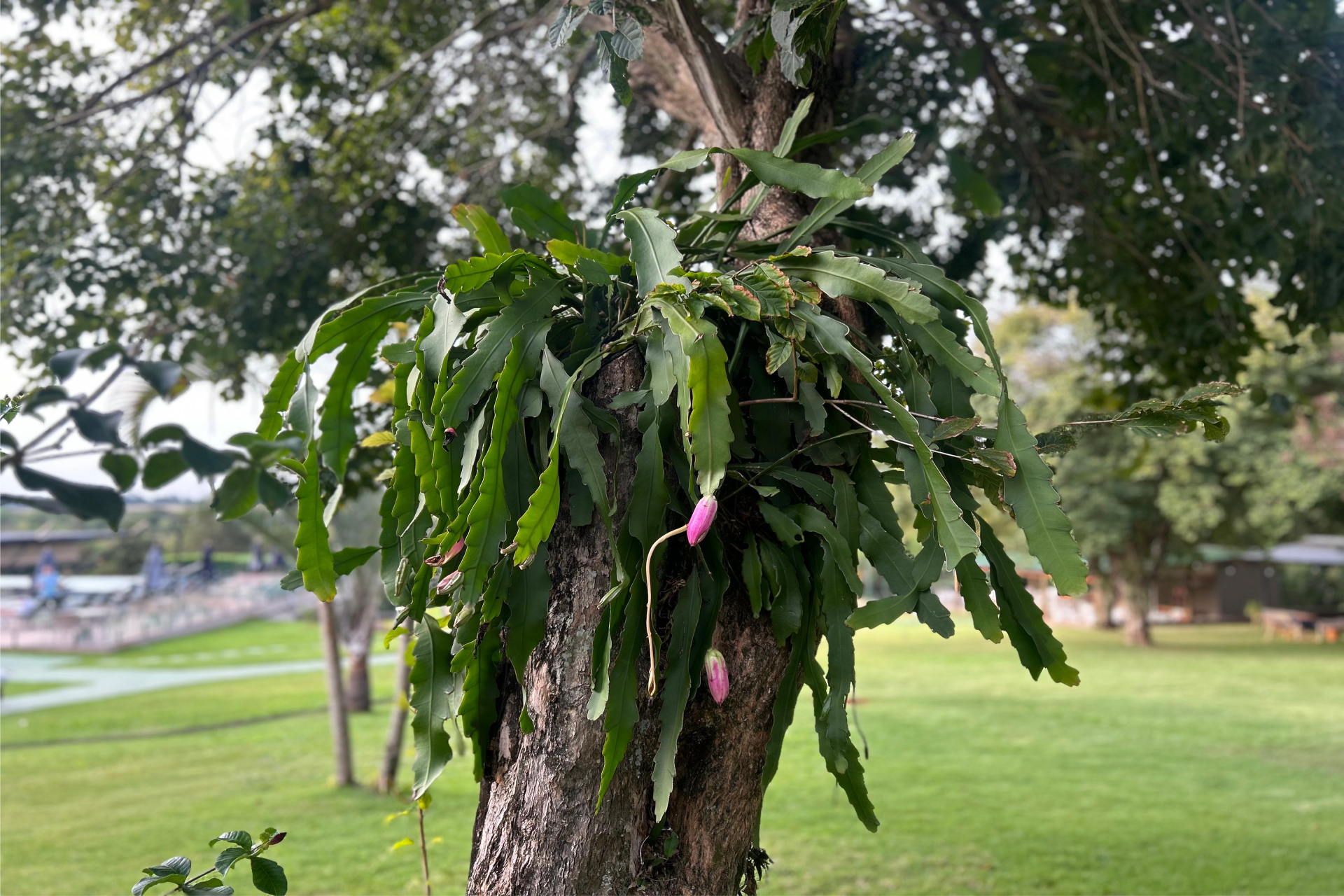 plantas 1