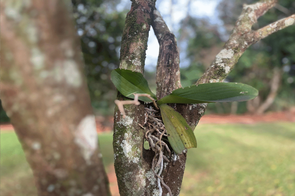 Plantas que vivem nas árvores: descubra a beleza das epífitas no seu jardim 2 plantas 2