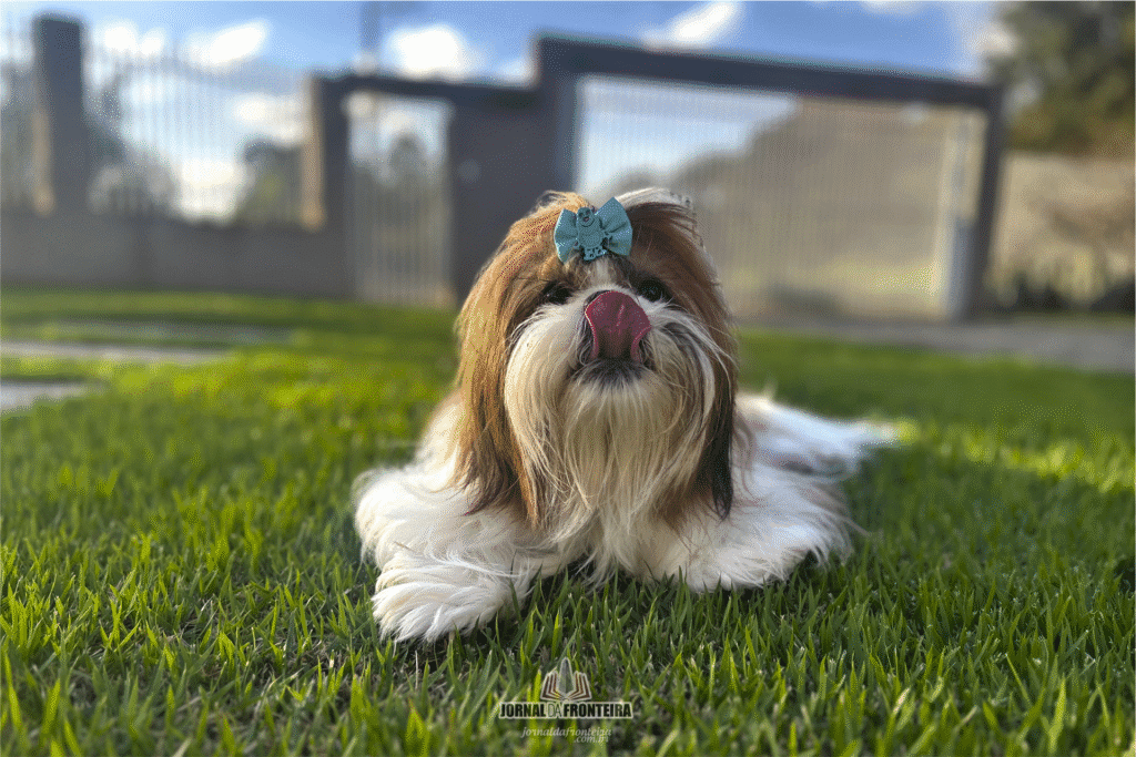 Manual definitivo para criar um Shih-Tzu feliz e saudável