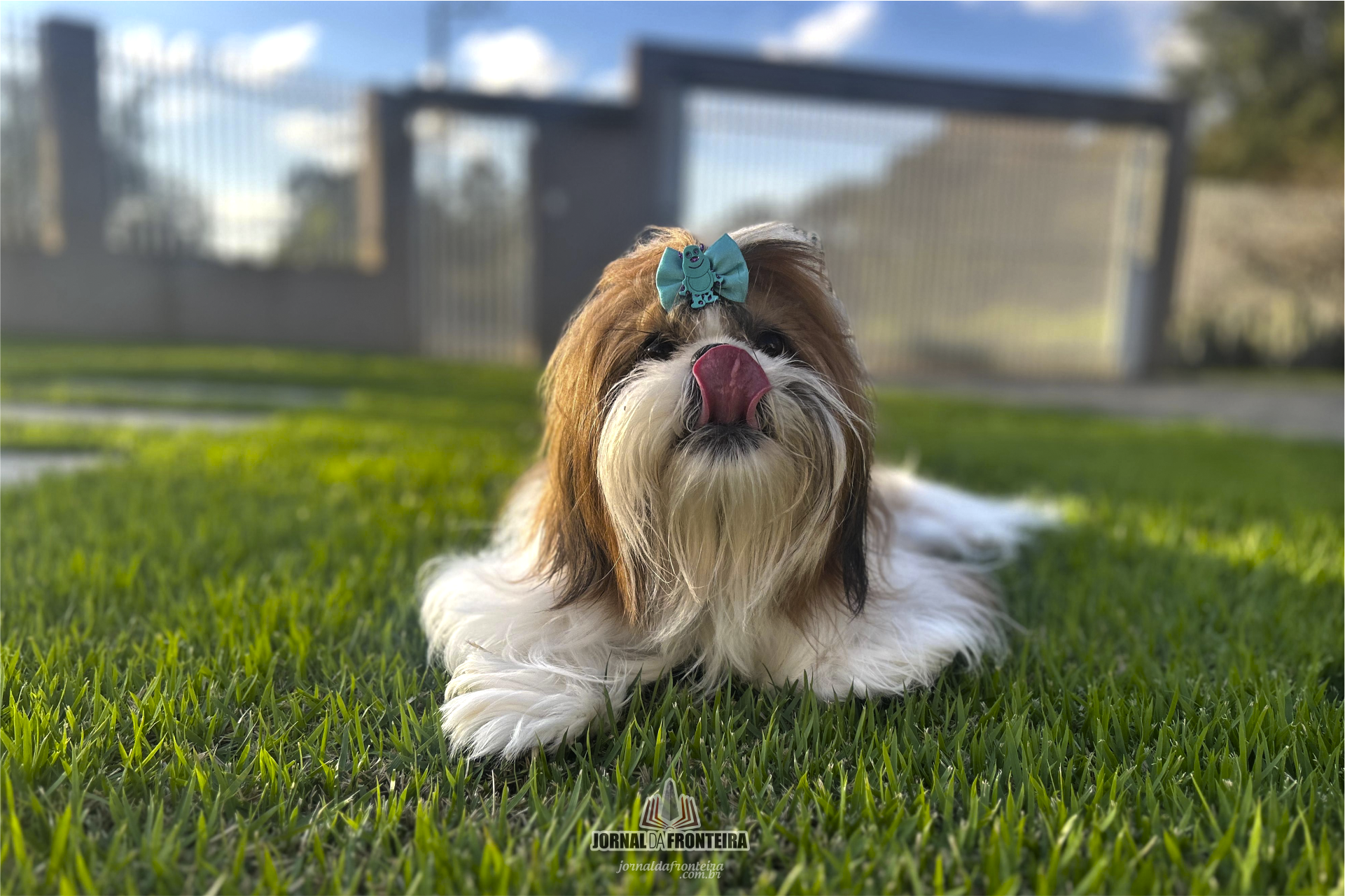 shih tzu 2
