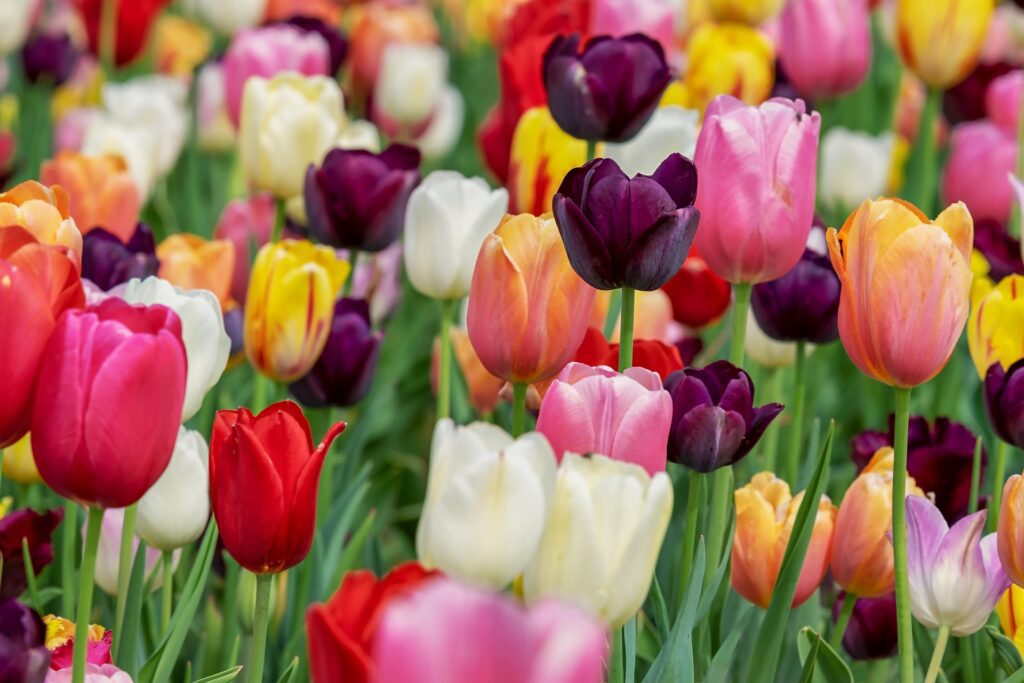 As 10 flores mais lindas do mundo e os segredos que as tornam únicas 7 tulipas