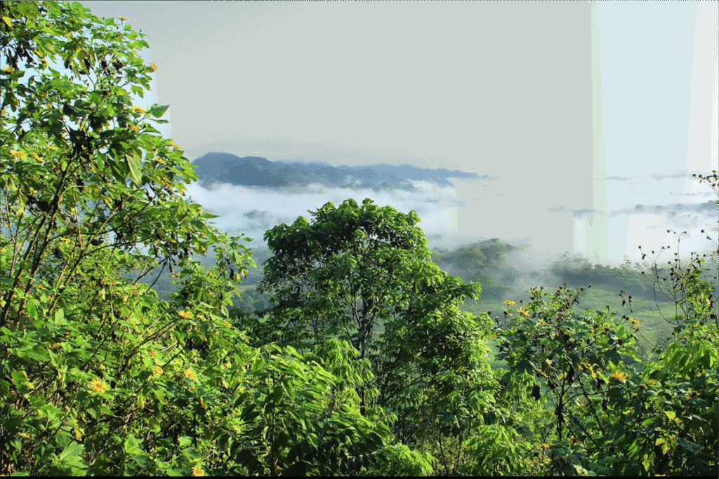 amazonia