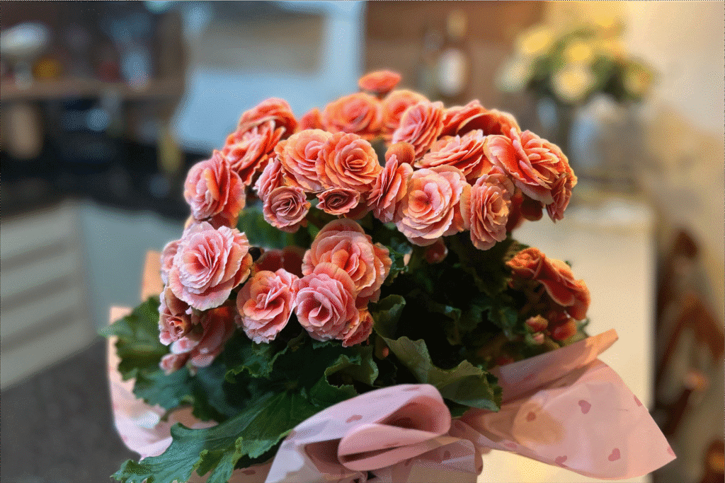 begonia