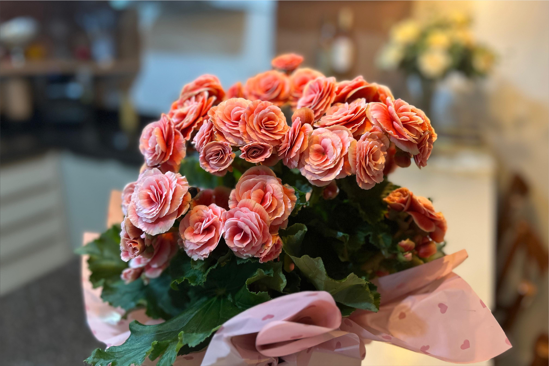 begonia