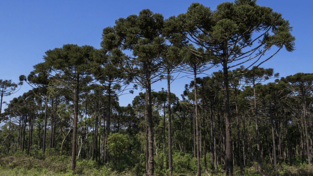 Paraná busca recuperar floresta de araucárias com apoio técnico 3 crys 25 4