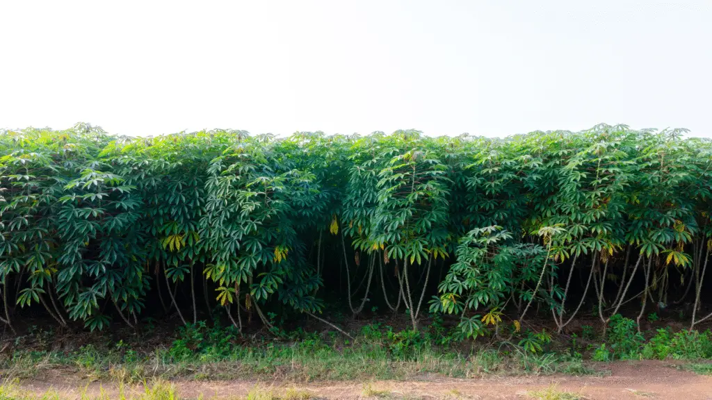 Chuvas favorecem o plantio de trigo e culturas de inverno no Paraná 2 As chuvas generalizadas nos últimos dias em praticamente todo o Paraná estão favorecendo o plantio e o desenvolvimento do trigo, principal cultura de inverno do Estado.