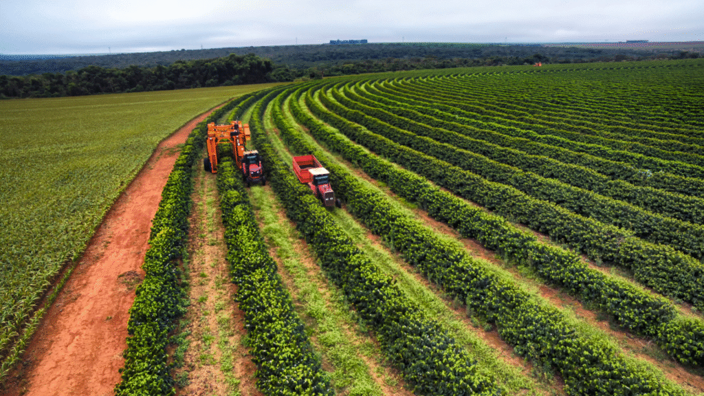 Produção agrícola do Paraná ganha força com alta nos preços e colheitas 2 A colheita de café no Paraná atingiu 36% do total estimado para 2025, que deve chegar a 713 mil sacas.