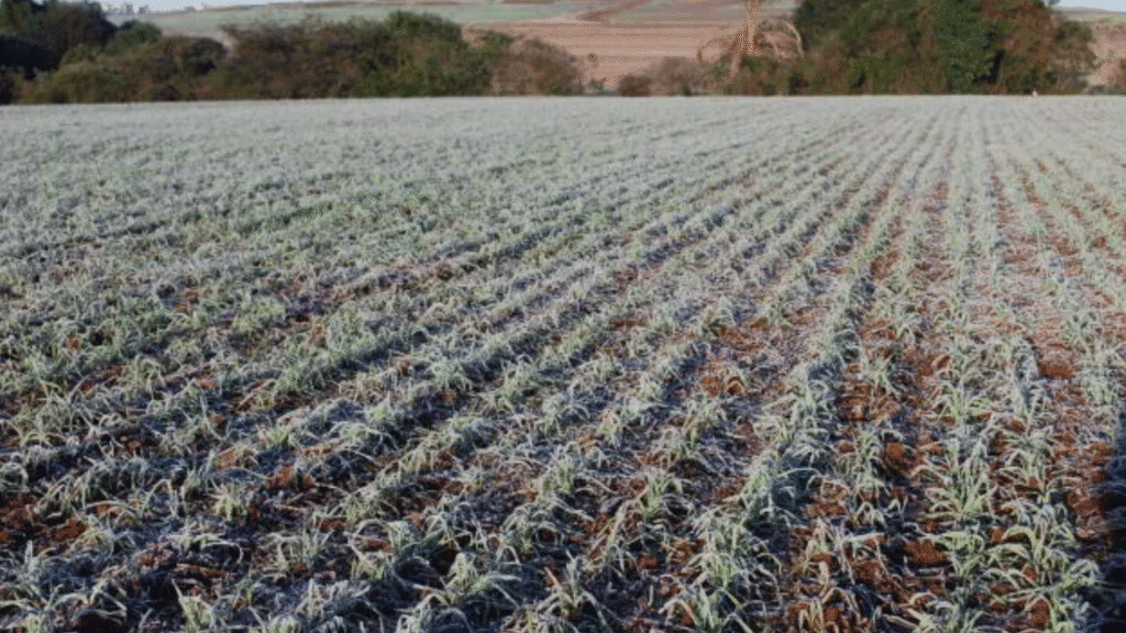 Sudoeste do Paraná enfrenta frio intenso, tempestades e geadas raras 3 crys 6 5
