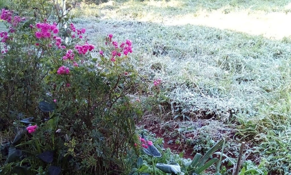 Frio intenso e geada marcam a manhã em Dionísio Cerqueira e Barracão 7 Temperaturas baixas e geada nas primeiras horas; previsão indica continuidade do frio intenso nos próximos dias