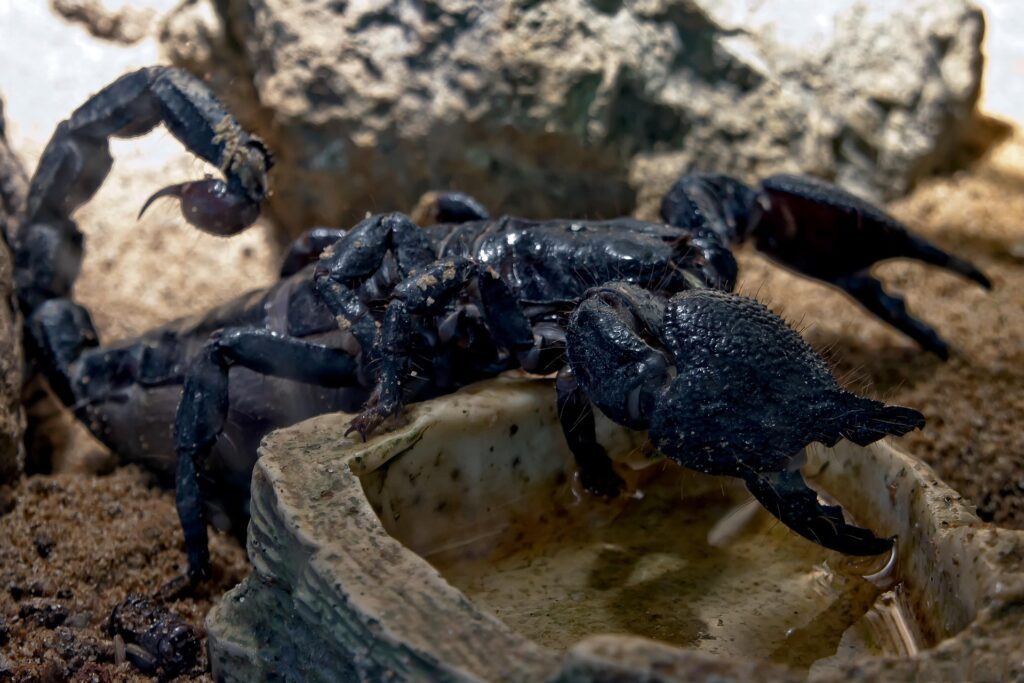 escorpiao