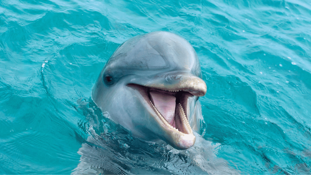 5 Fatos sobre os animais 6 fotos nicolle 1920 x 1080 px 2025 06 20T165246.548