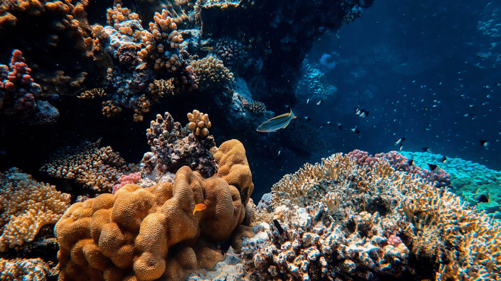 Por que os corais são tão importantes para a vida marinha e para o planeta 2 corais