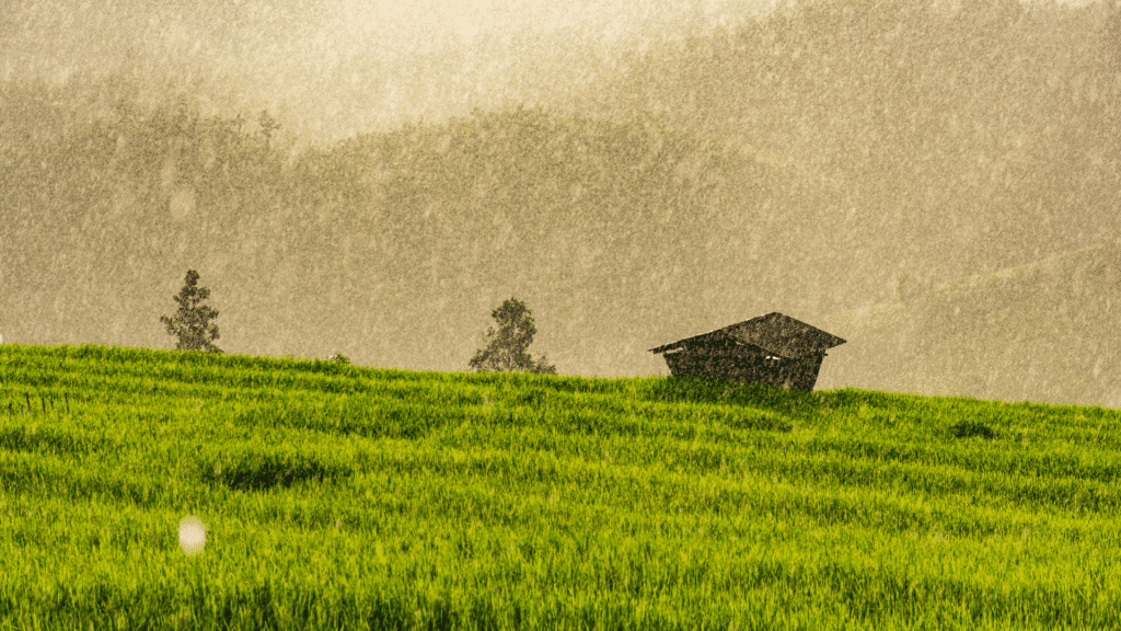Os benefícios da chuva para o mundo 3 fotos nicolle 1920 x 1080 px 2025 06 26T115152.070