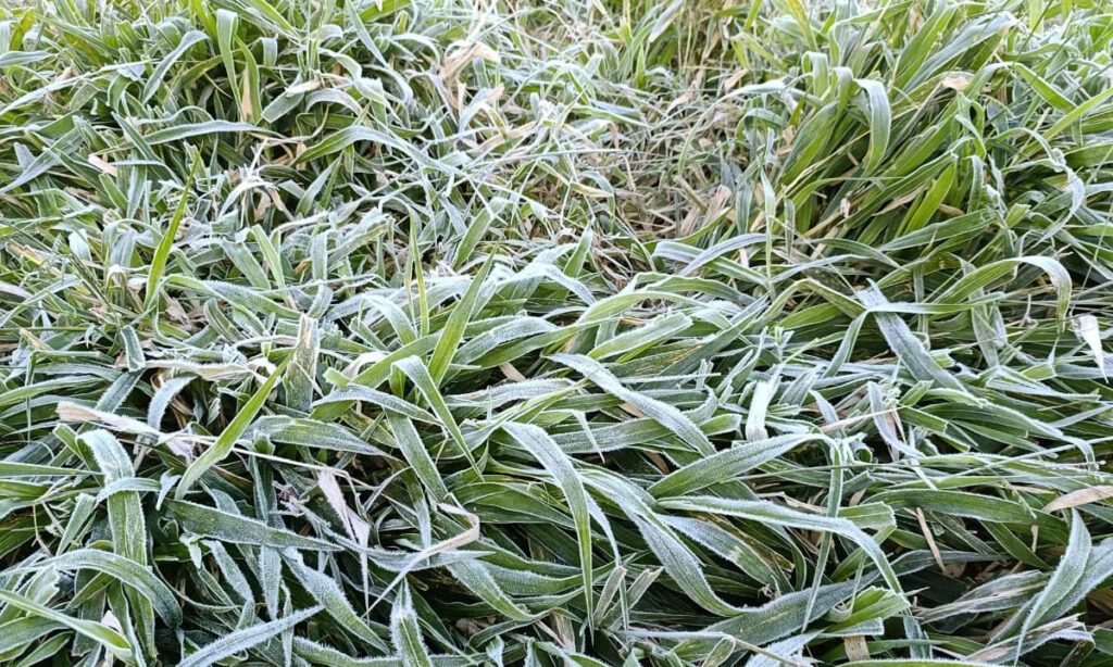 Frio intenso e geada marcam a manhã em Dionísio Cerqueira e Barracão 5 Temperaturas baixas e geada nas primeiras horas; previsão indica continuidade do frio intenso nos próximos dias