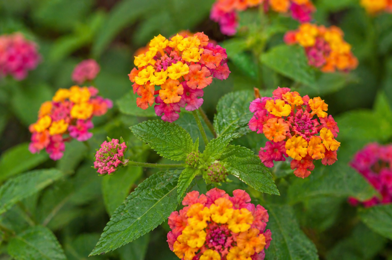 Flores do mato encantam jardins e pergolados: 10 espécies rústicas, lindas e fáceis de cuidar 24 lantana