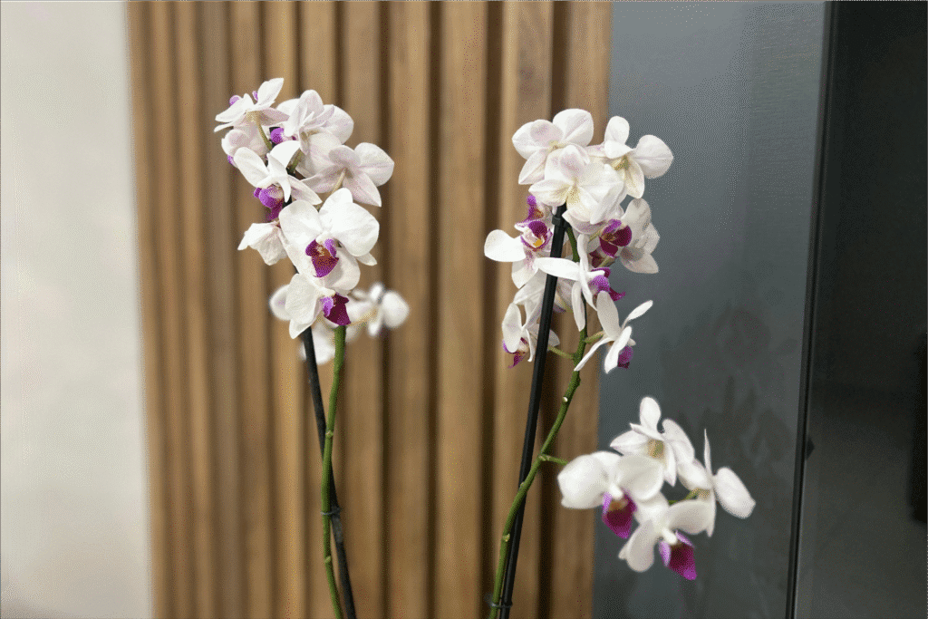 orquideas