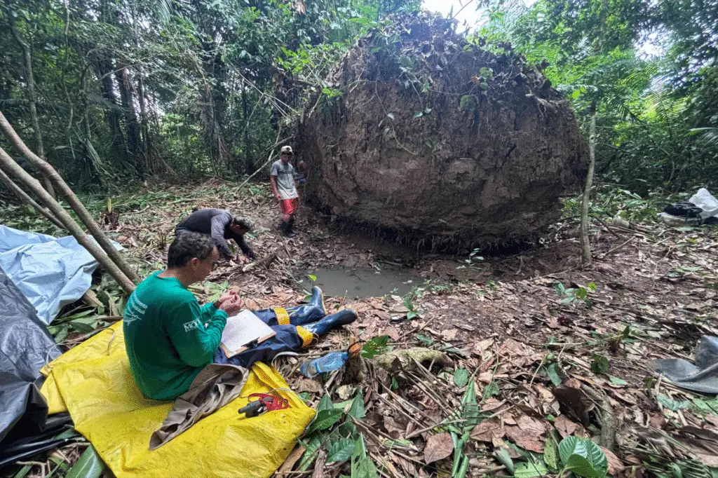 Encontradas 7 urnas funerárias ancestrais embaixo de uma árvore milenar da Amazônia 2 urnas 1