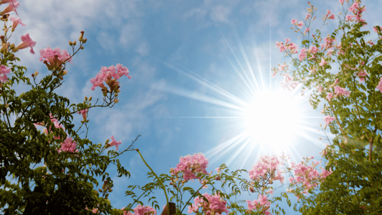 7 flores resistentes ao Sol forte para cultivar em varandas e quintais