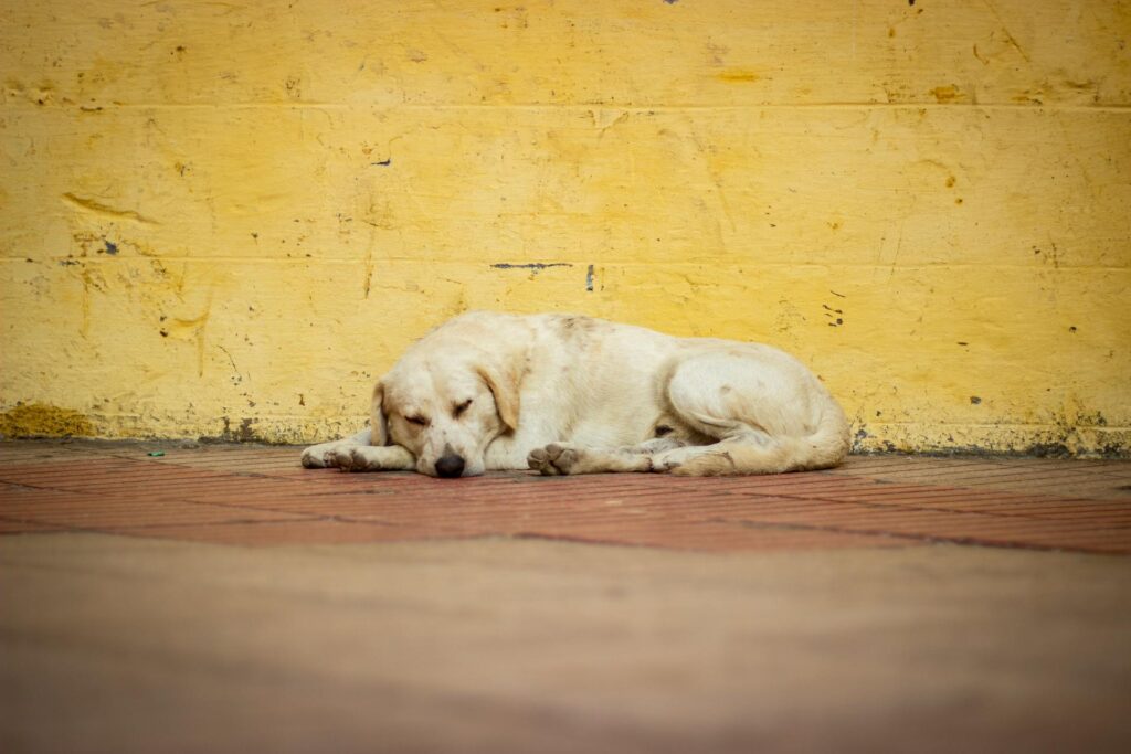 abandonados