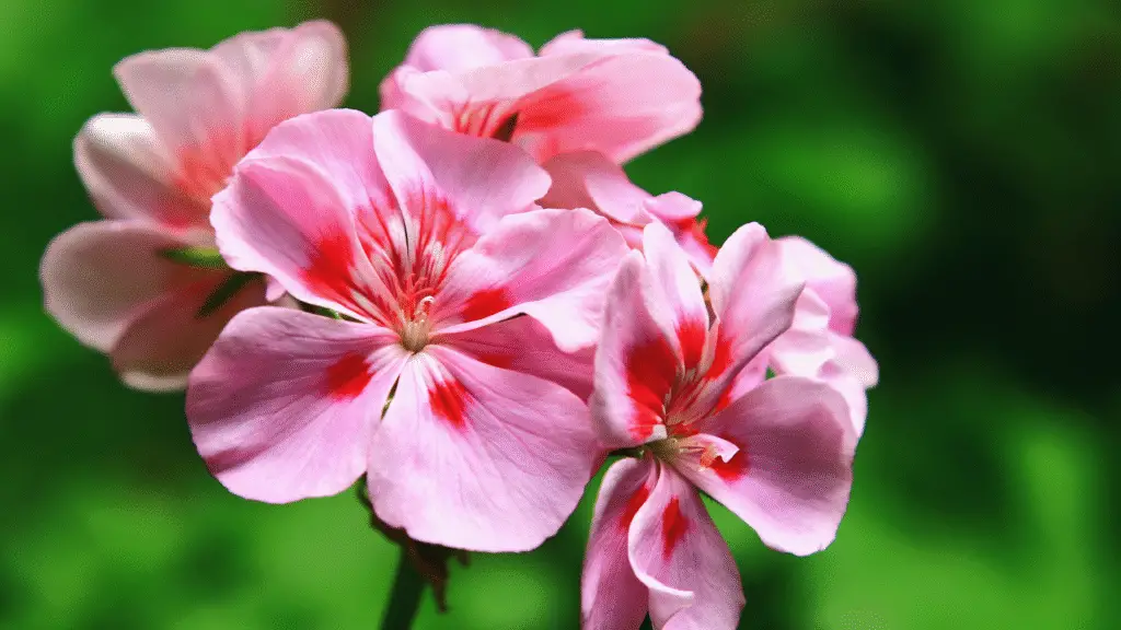 7 flores resistentes ao Sol forte para cultivar em varandas e quintais 4 flores resistentes ao Sol forte para cultivar em varandas e quintais