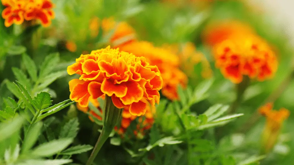 7 flores resistentes ao Sol forte para cultivar em varandas e quintais 5 flores resistentes ao Sol forte para cultivar em varandas e quintais