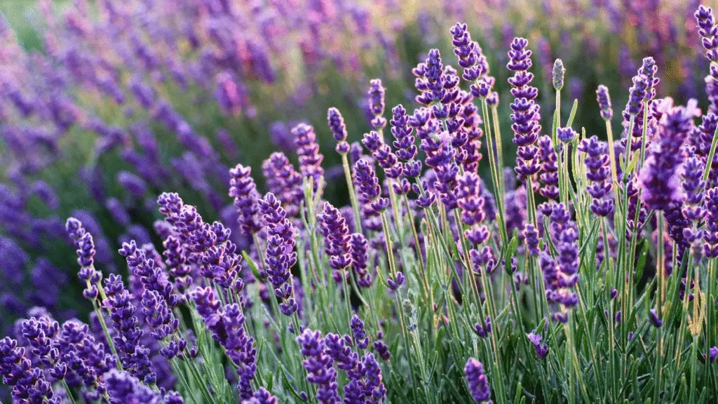 7 flores resistentes ao Sol forte para cultivar em varandas e quintais 6 flores resistentes ao Sol forte para cultivar em varandas e quintais