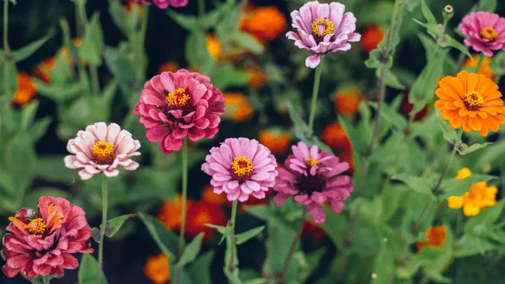 7 flores resistentes ao Sol forte para cultivar em varandas e quintais 7 flores resistentes ao Sol forte para cultivar em varandas e quintais