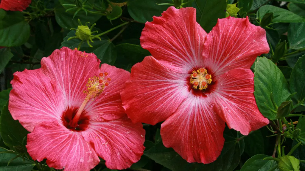 7 flores resistentes ao Sol forte para cultivar em varandas e quintais 8 flores resistentes ao Sol forte para cultivar em varandas e quintais