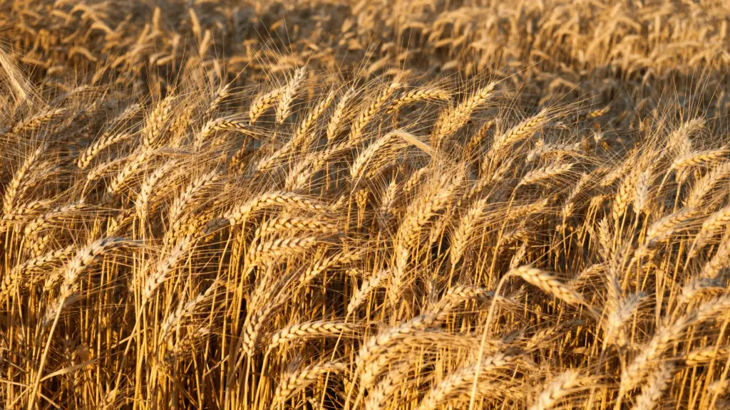 Paraná encerra plantio de trigo em 833,4 mil hectares e projeta safra 16% maior que a anterior, apesar de impactos climáticos recentes.