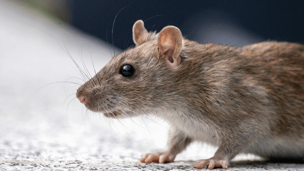O que são zoonoses? A ligação invisível entre humanos, animais e doenças que moldaram a história 3 Zoonoses são doenças transmitidas entre animais e humanos. Conheça os riscos, os exemplos históricos e como preveni-las no dia a dia.