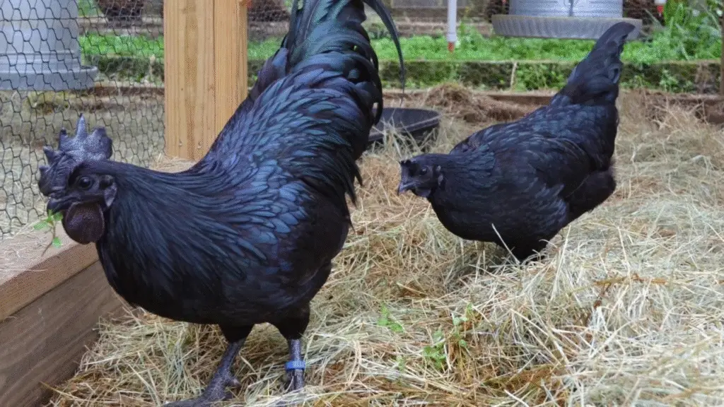Ayam Cemani, a galinha preta que pode custar R$ 33 Mil é considerada a mais valiosa do mundo 2 Ave rara com corpo totalmente preto, a Ayam Cemani pode custar até R$ 33 mil e é valorizada por sua genética única e sabor exótico.
