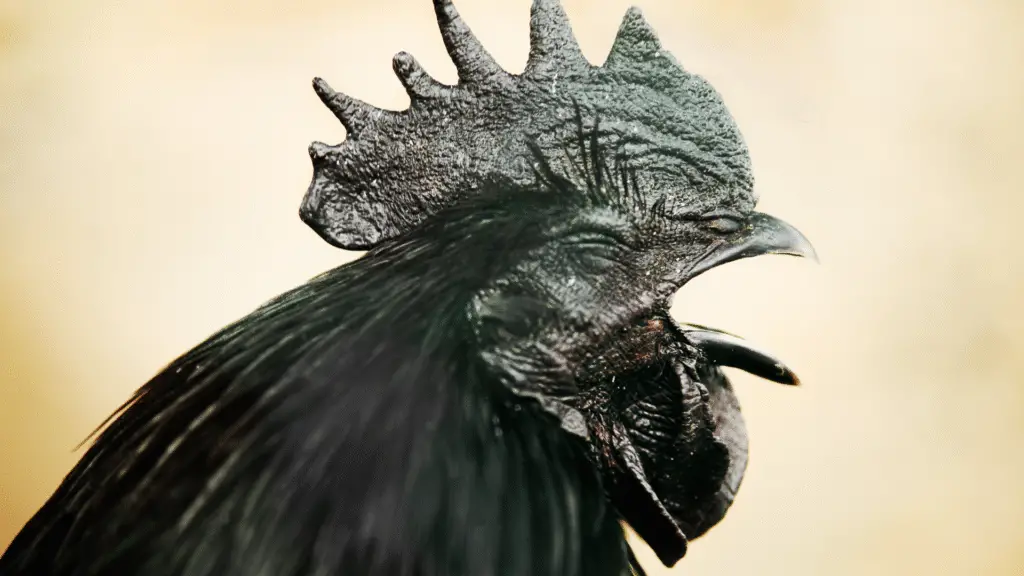 Ayam Cemani, a galinha preta que pode custar R$ 33 Mil é considerada a mais valiosa do mundo 3 crys 6 6