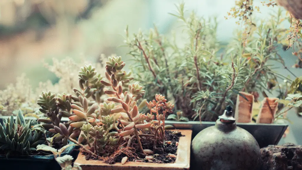 Como montar um jardim de flores em pequenos espaços 3 Como montar um jardim de flores em pequenos espaços