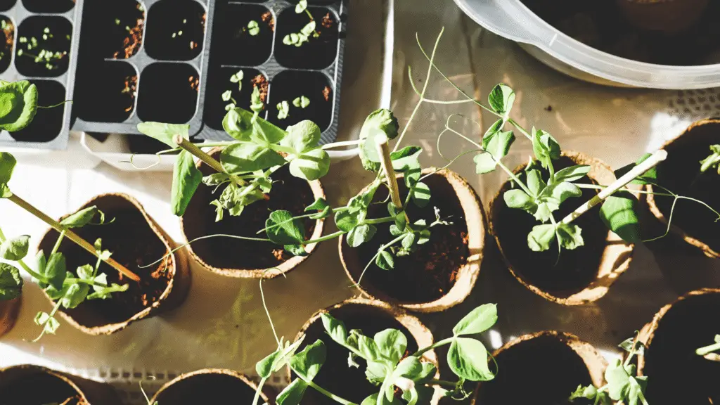 Como montar um jardim de flores em pequenos espaços 2 Como montar um jardim de flores em pequenos espaços