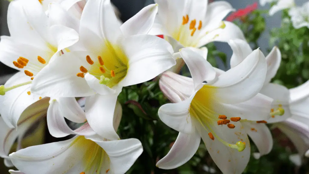5 flores que simbolizam amor eterno 2 flores que simbolizam amor eterno