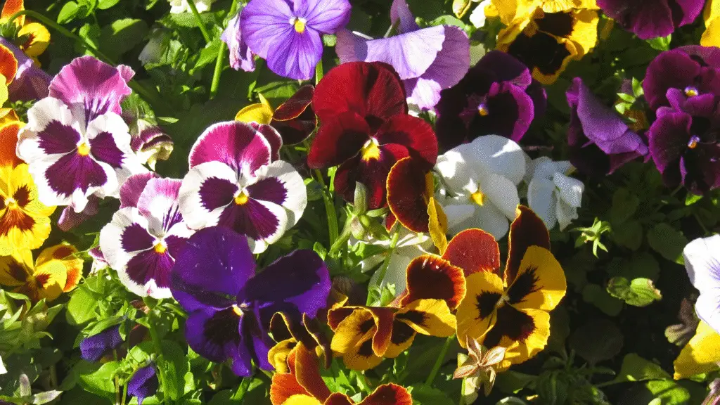 5 flores que simbolizam amor eterno 3 flores que simbolizam amor eterno