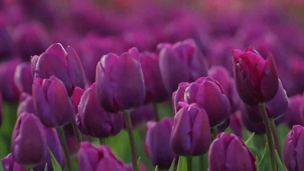 5 flores que simbolizam amor eterno 4 flores que simbolizam amor eterno