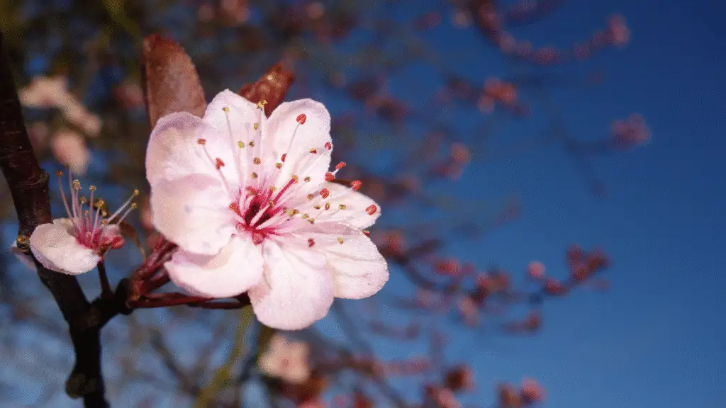5 flores que simbolizam amor eterno 5 flores que simbolizam amor eterno