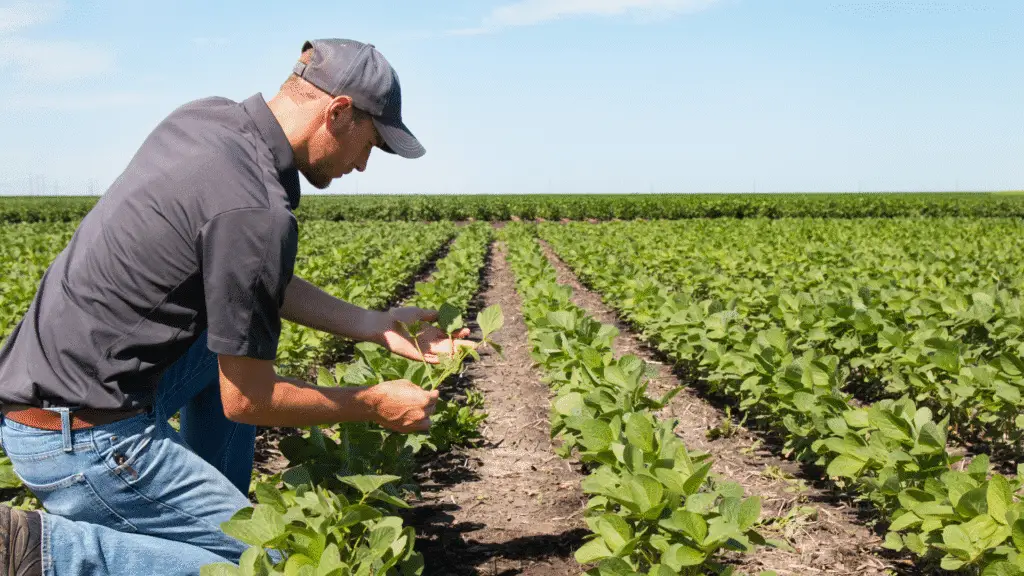 agricultura