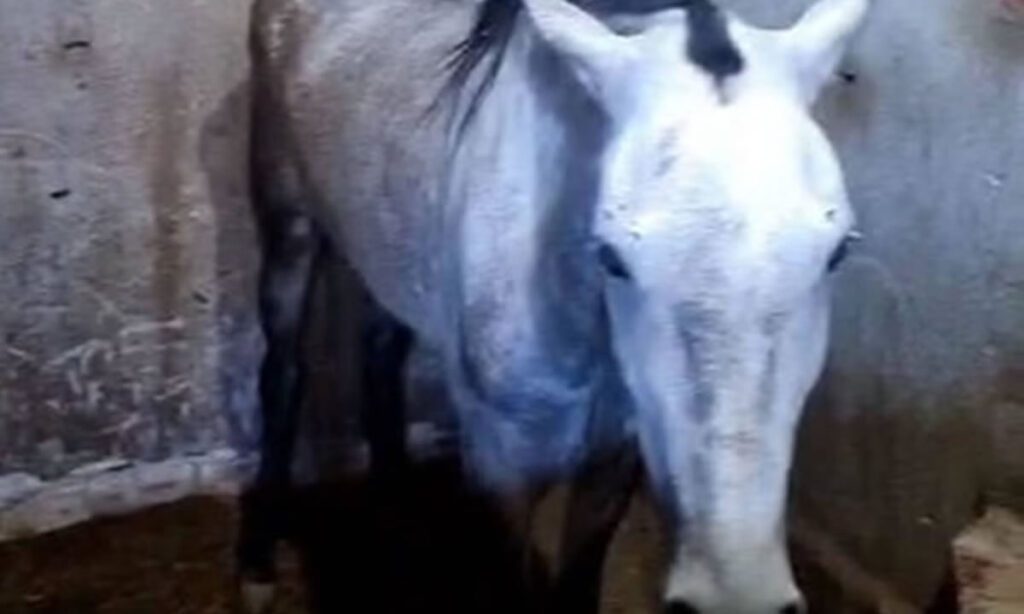 Ração contaminada mata ao menos 245 cavalos em 4 estados, diz MAPA 2 Dados são do Ministério da Agricultura e Pecuária (MAPA). De acordo com a pasta, caso de ração contaminada é inédito e está sob investigação