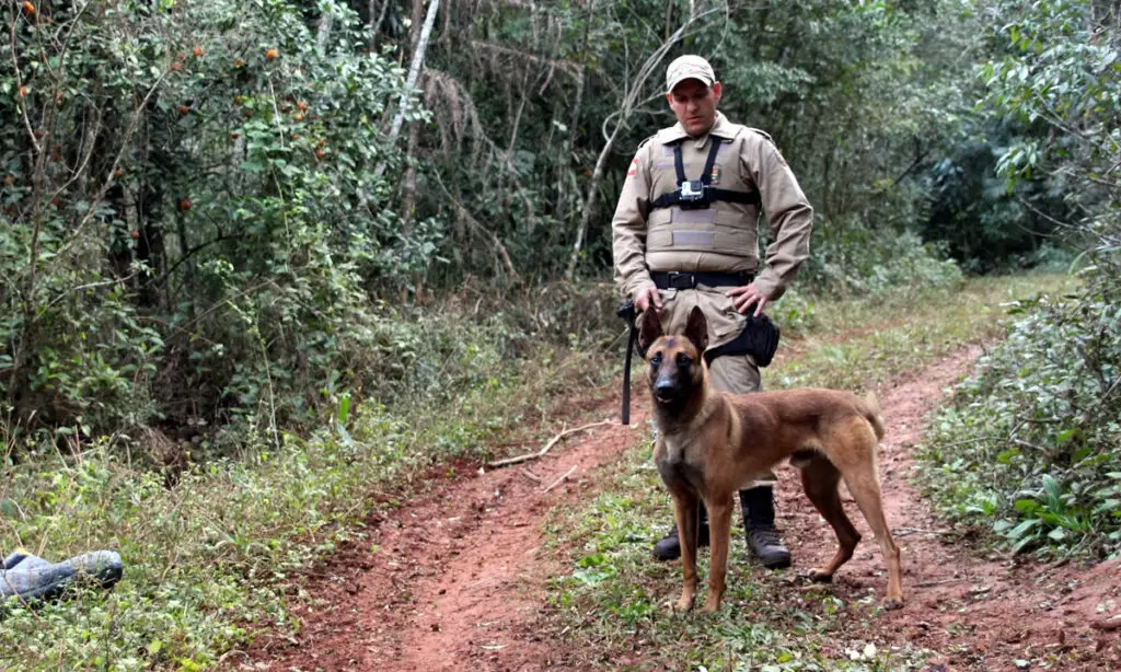 Thor, do canil da PM de São Miguel do Oeste se aposenta após 10 anos de serviço 2 nt6