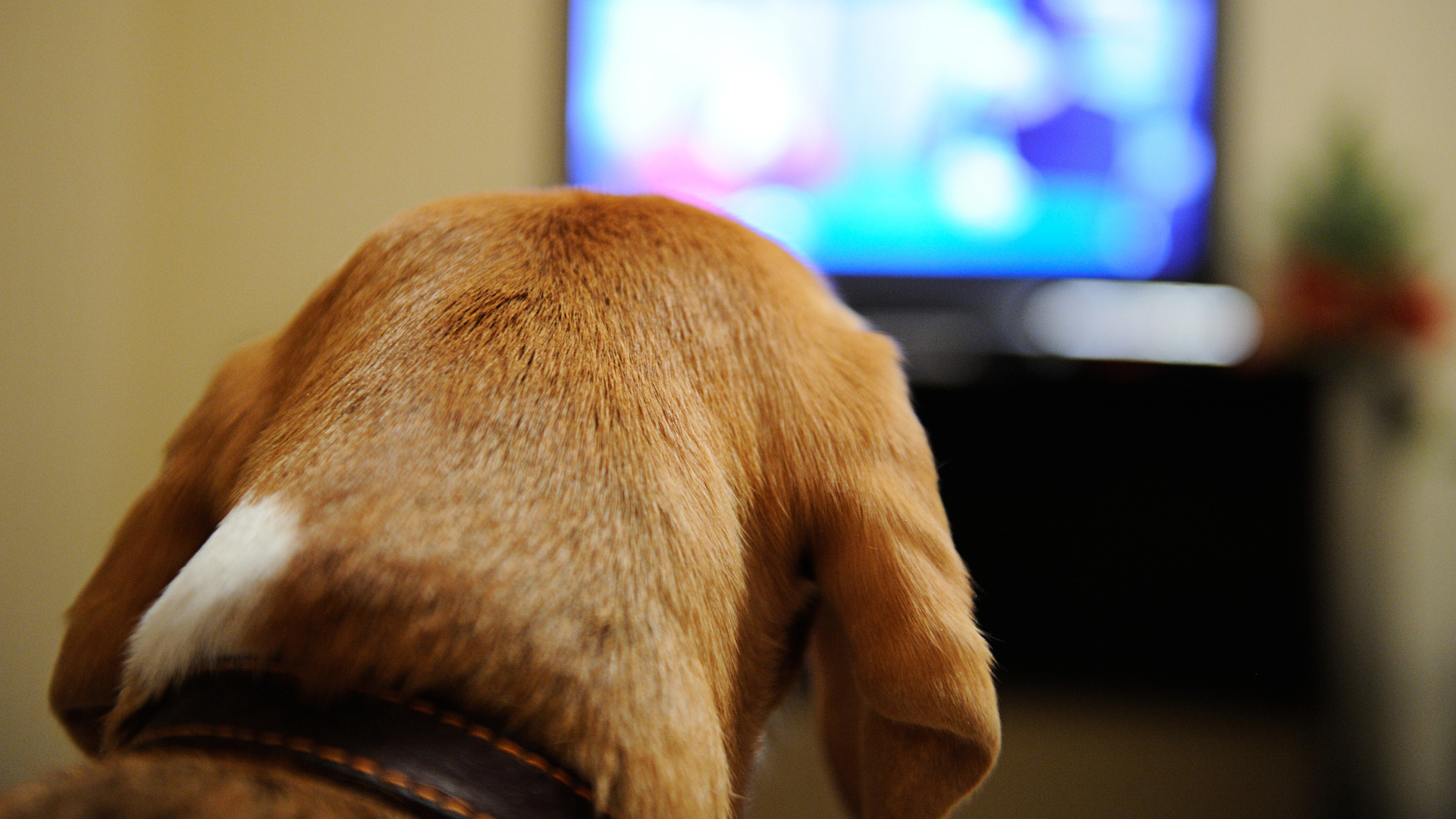 O que seu cachorro vê na TV? Estudo revela que eles têm preferências