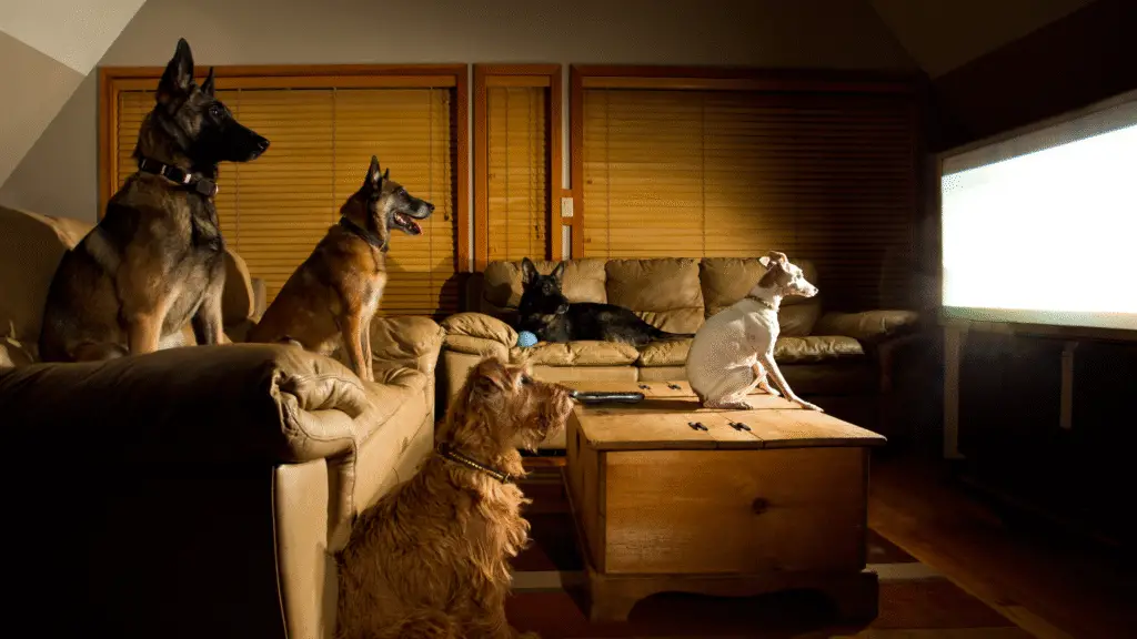O que seu cachorro vê na TV? Estudo revela que eles têm preferências 2 O que seu cachorro vê na TV? Estudo revela que eles têm preferências