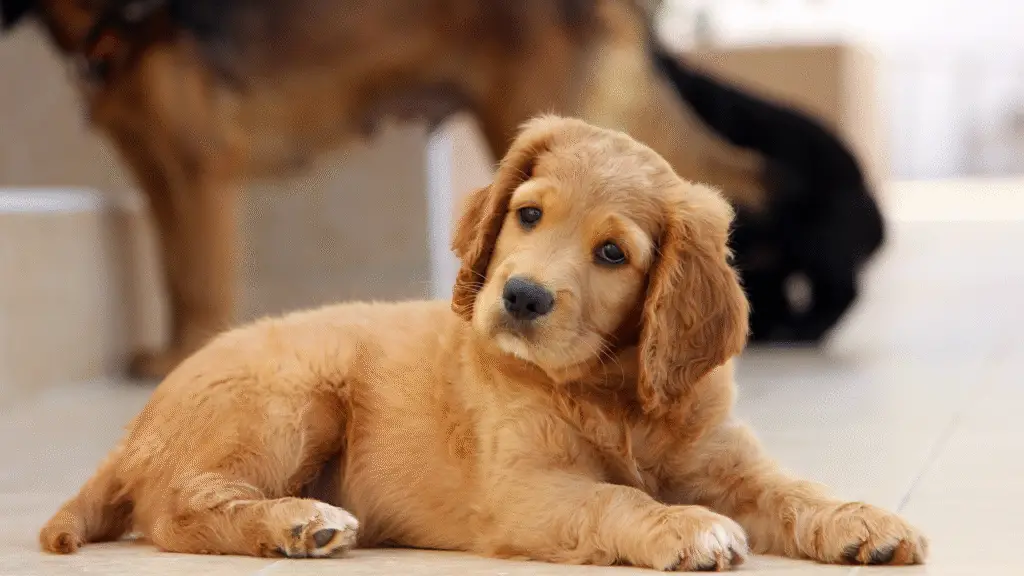 O que seu cachorro vê na TV? Estudo revela que eles têm preferências 3 O que seu cachorro vê na TV? Estudo revela que eles têm preferências