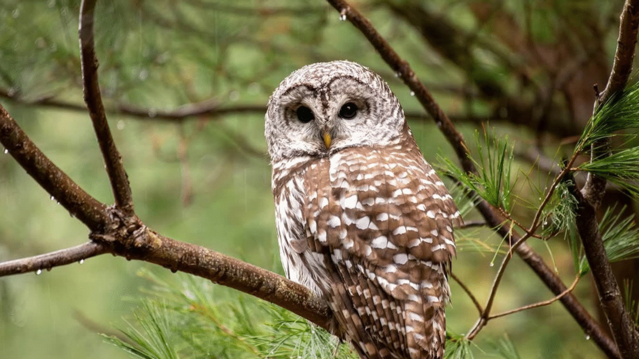 Corujas: 12 curiosidades fascinantes sobre as aves que simbolizam sabedoria e mistério
