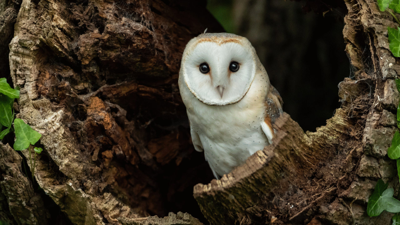 Corujas: 12 curiosidades fascinantes sobre as aves que simbolizam sabedoria e mistério
