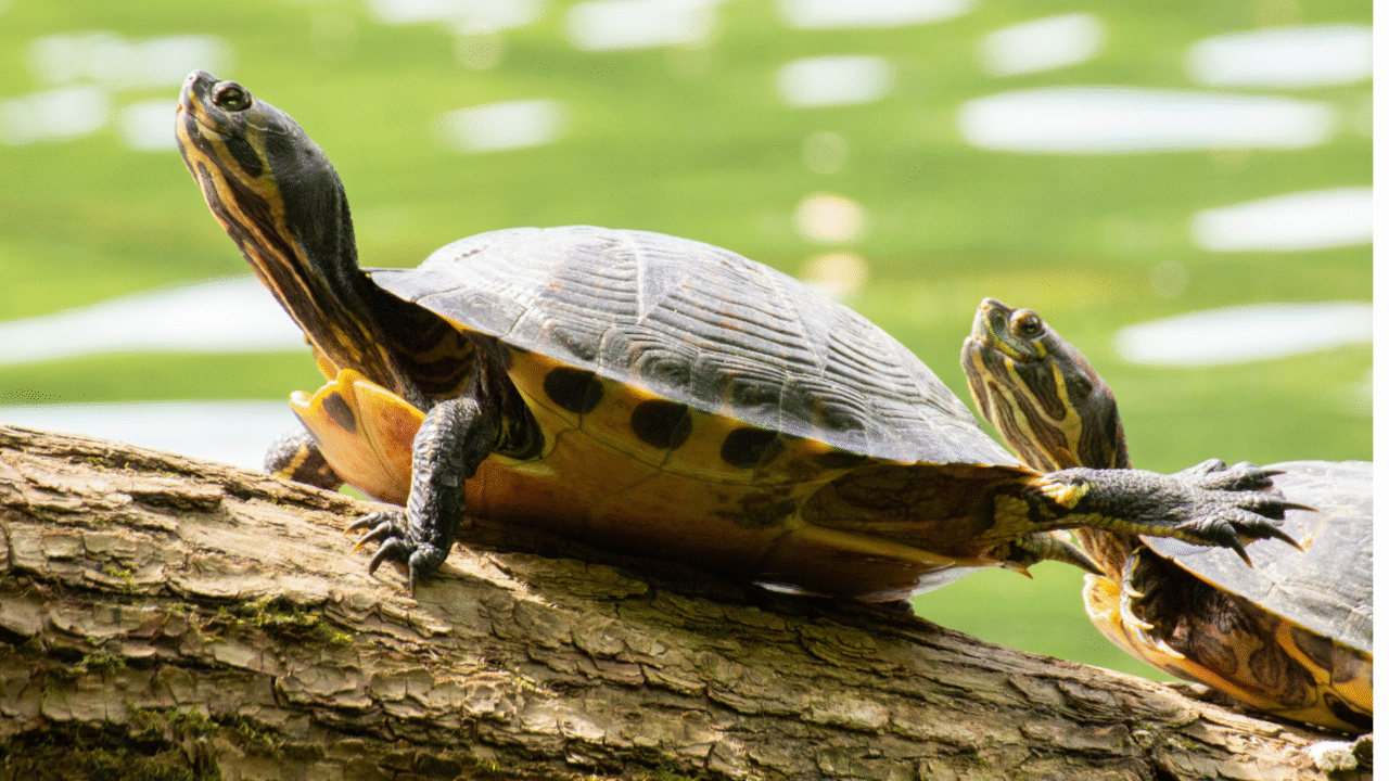 Descubra curiosidades fascinantes sobre as tartarugas: animais ancestrais, longevos e essenciais para o equilíbrio da natureza.