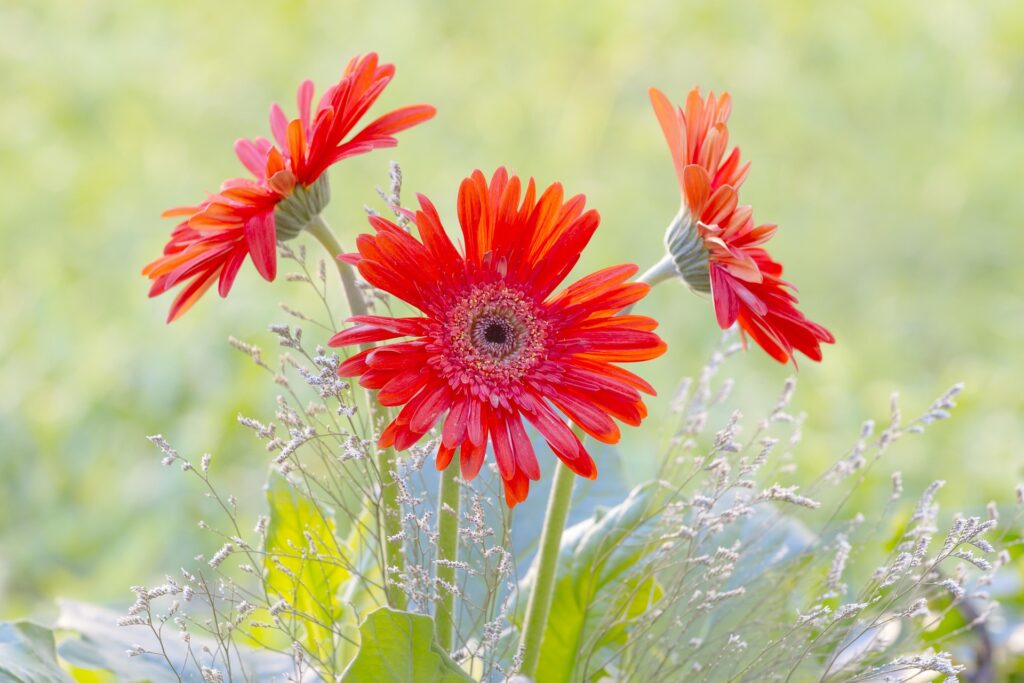 3 plantas que amam o sol e vão transformar sua varanda ou pergolado em um jardim dos sonhos 4 gerbera plantas